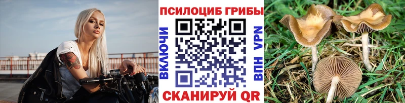 где можно купить наркотик  Ветлуга  Псилоцибиновые грибы ЛСД 